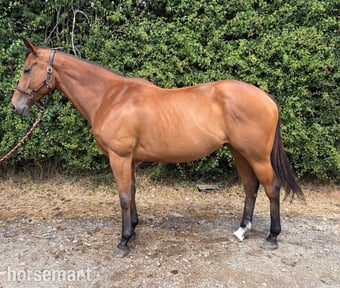 "Onemoreandaway" Bay Mare All Rounder
