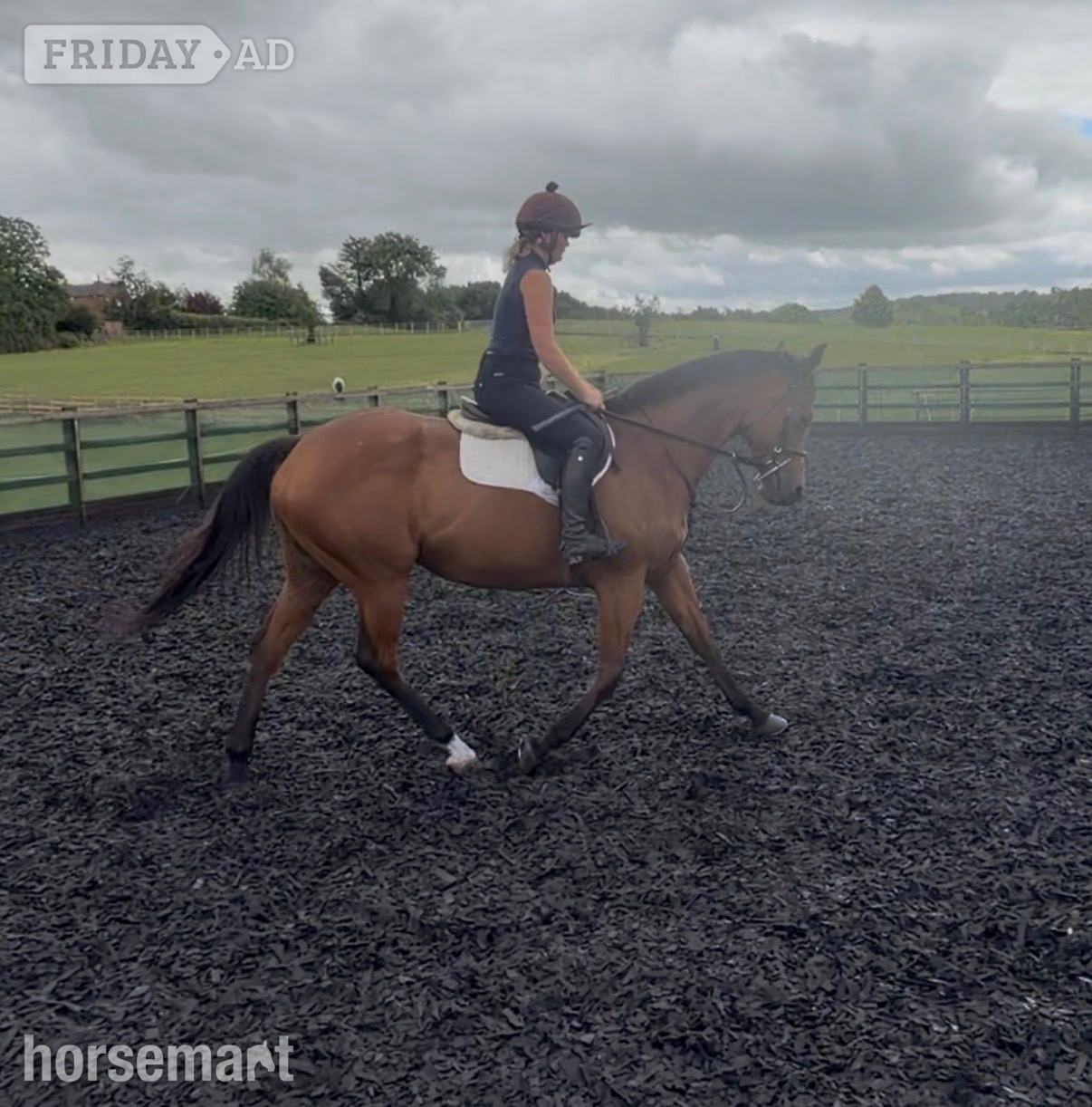 "Onemoreandaway" Bay Mare All Rounder