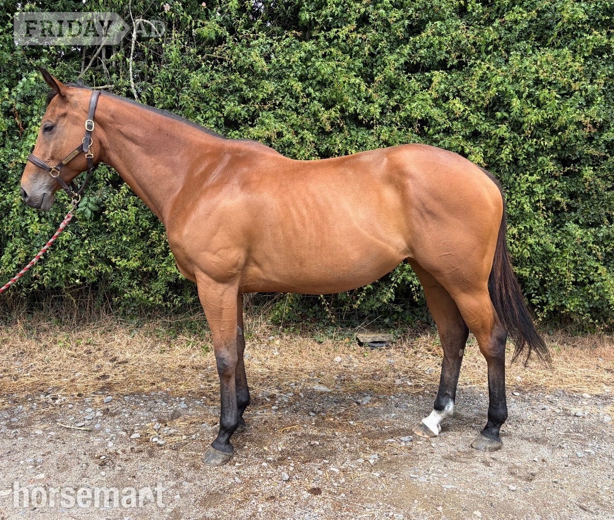 "Onemoreandaway" Bay Mare All Rounder in Leicester