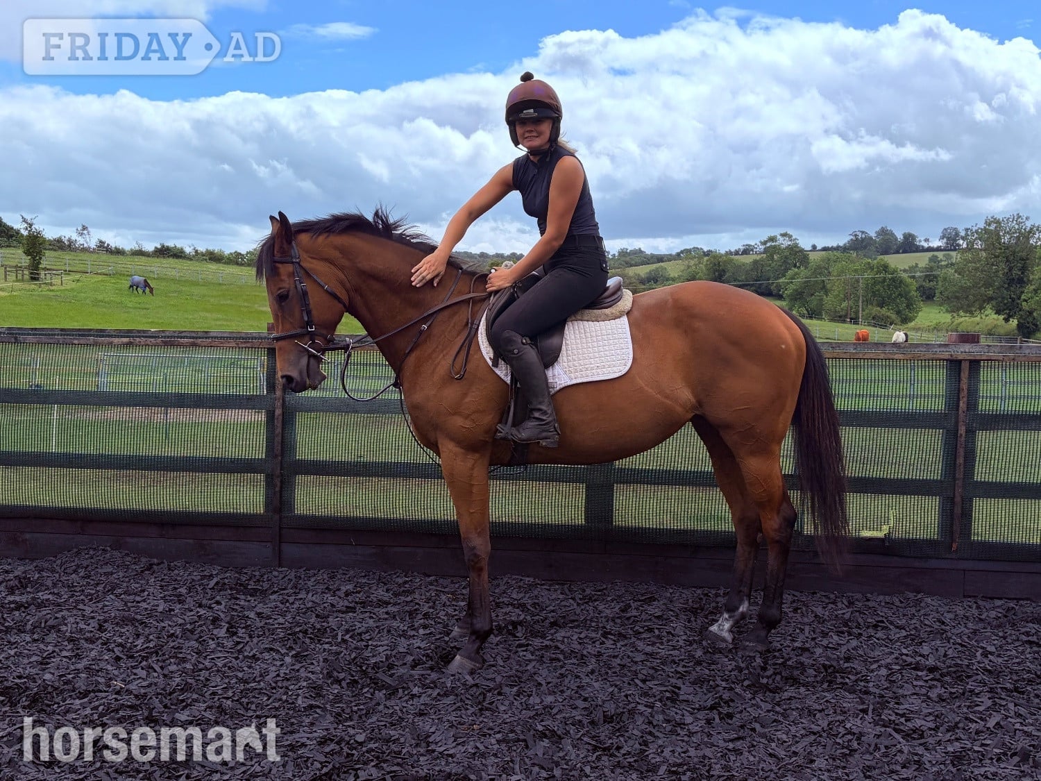 Leicester "Onemoreandaway" Bay Mare All Rounder