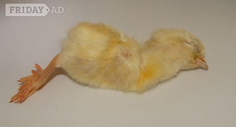 Frozen Day Old Chicks 250/10kg Boxes in Tamworth