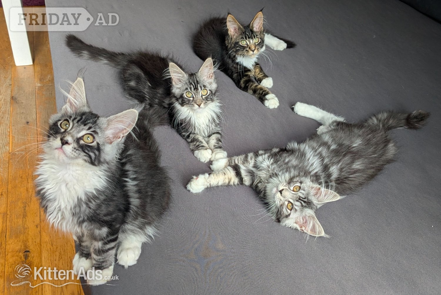 🏆 Champion Sired Maine Coon Kittens – TICA in London