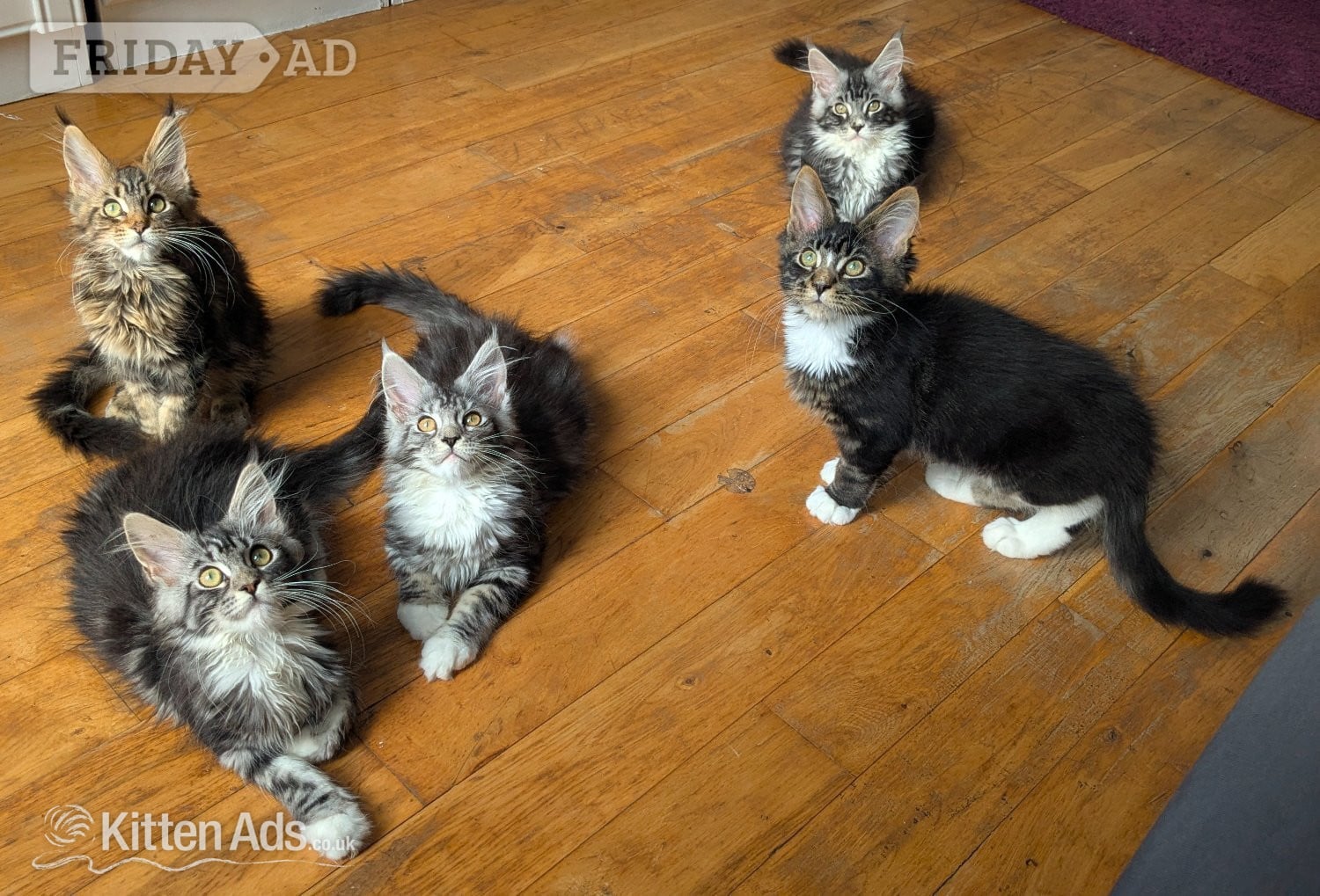 🏆 Champion Sired Maine Coon Kittens – TICA