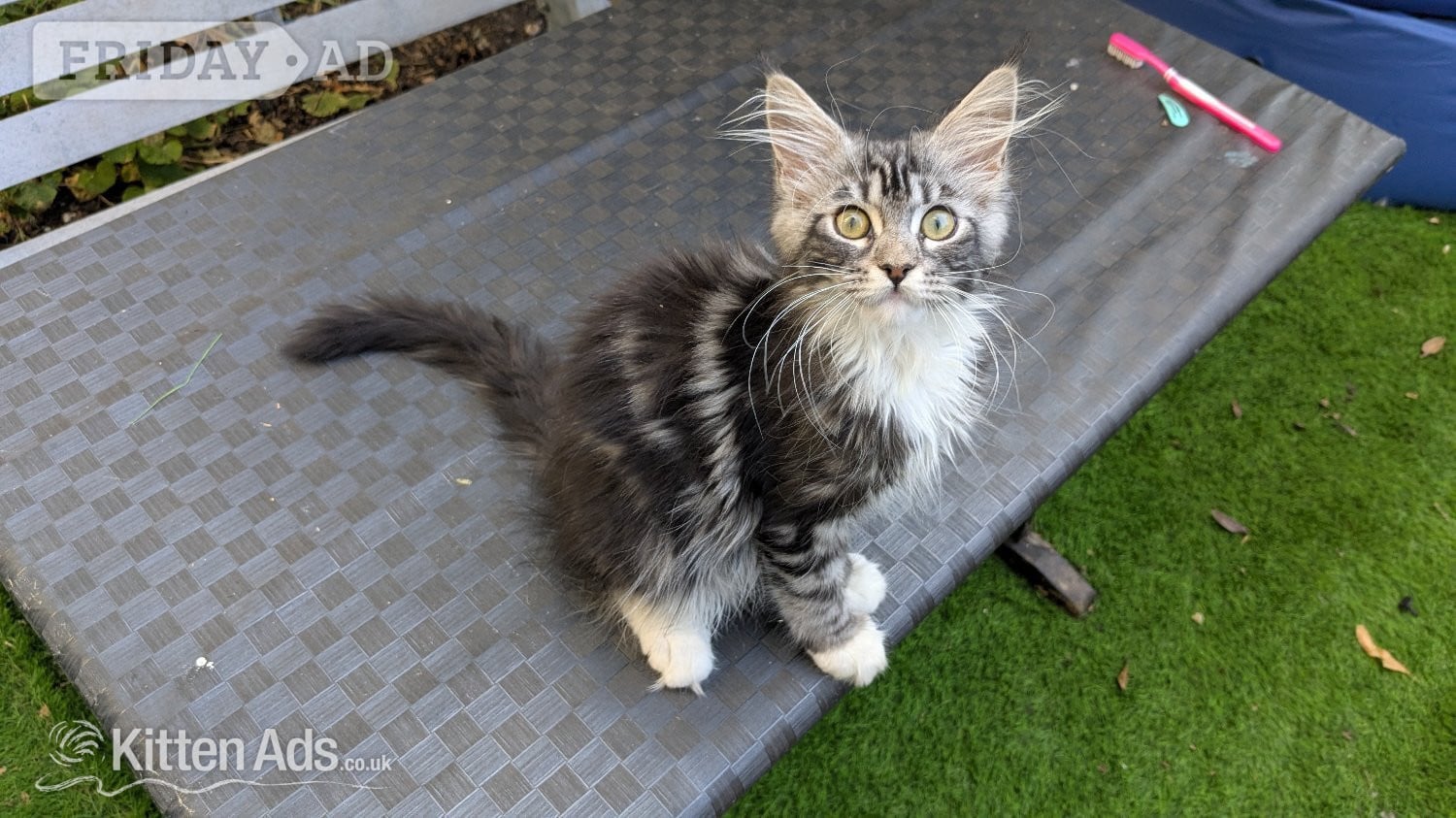 London 🏆 Champion Sired Maine Coon Kittens – TICA
