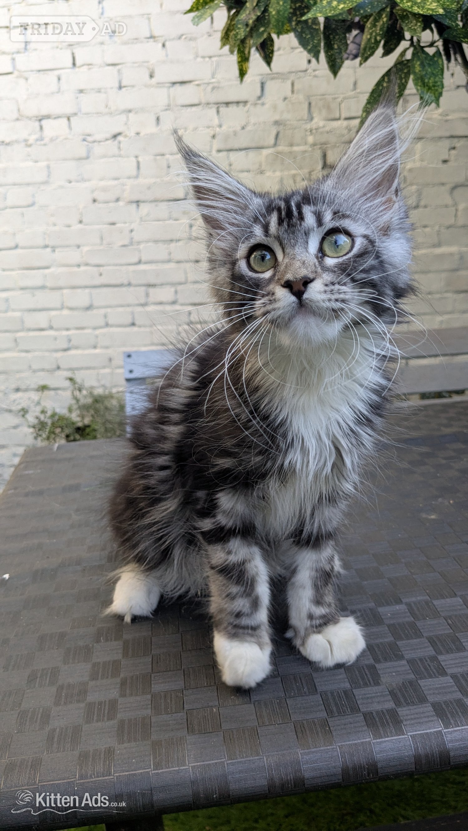 🏆 Champion Sired Maine Coon Kittens – TICA - Cats & Kittens in London