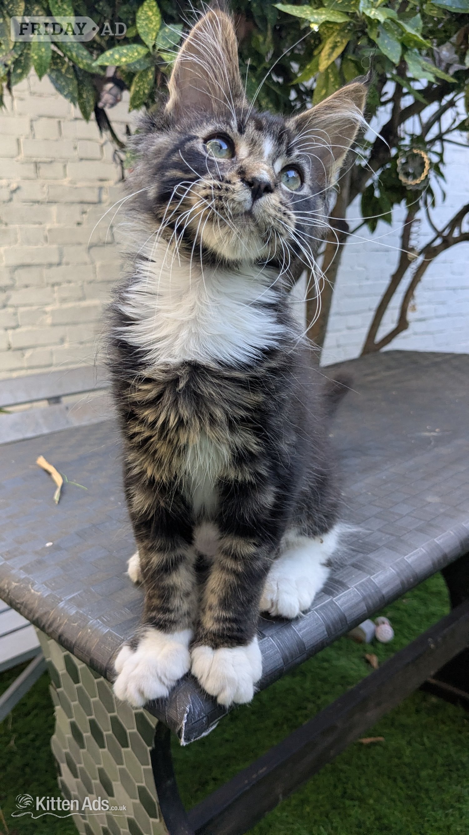 🏆 Champion Sired Maine Coon Kittens – TICA - Cats & Kittens