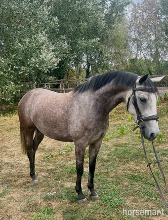 "Gazelle" Dapple Grey Mare Pony Club Pony
