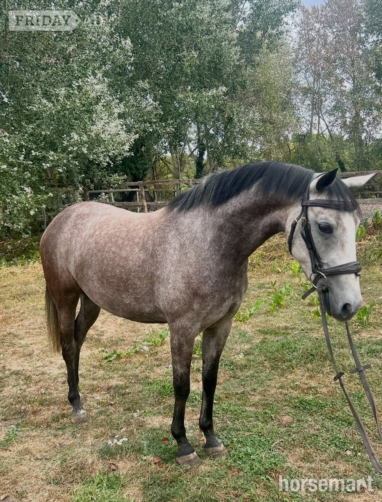 "Gazelle" Dapple Grey Mare Pony Club Pony in Bexley