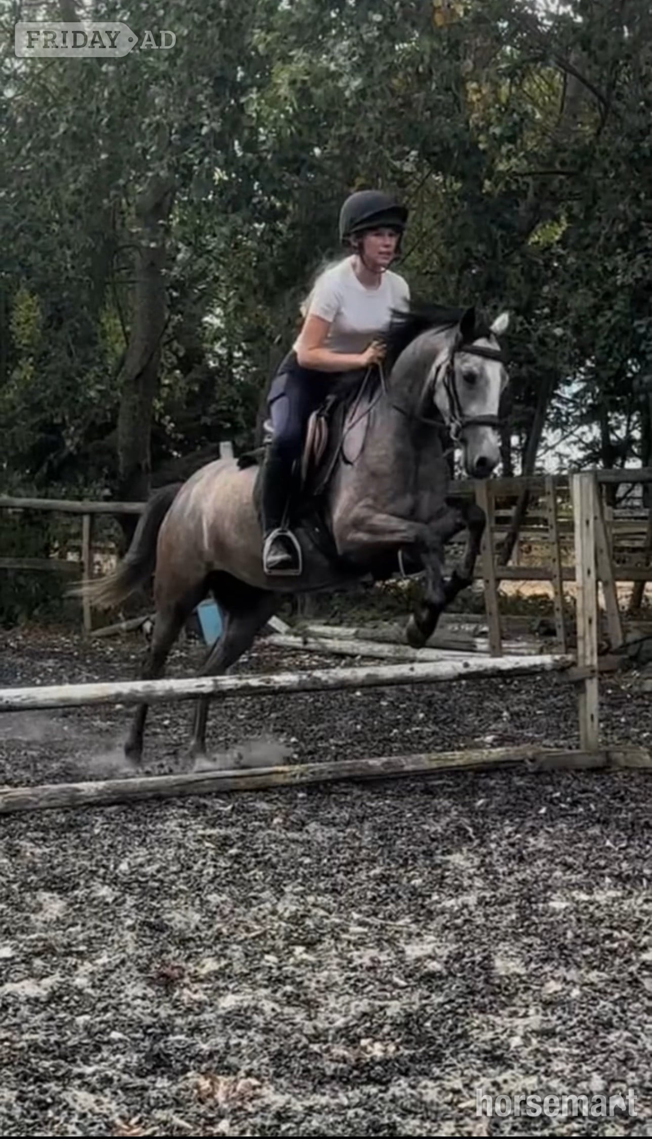 "Gazelle" Dapple Grey Mare Pony Club Pony