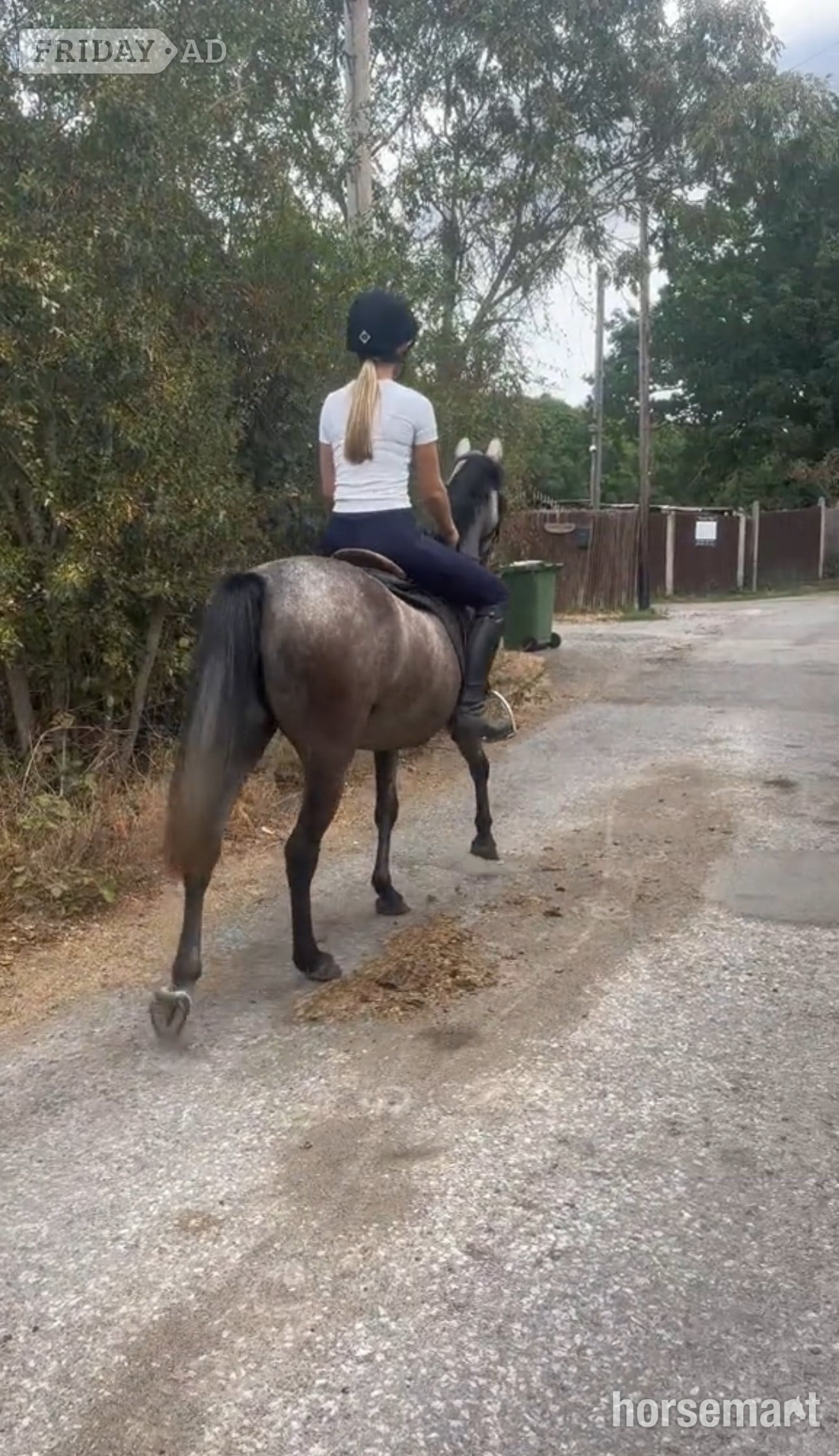 Bexley "Gazelle" Dapple Grey Mare Pony Club Pony