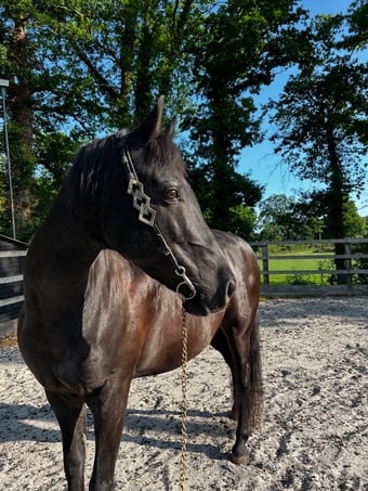 15hh Andalusian x Welsh B for loan/share