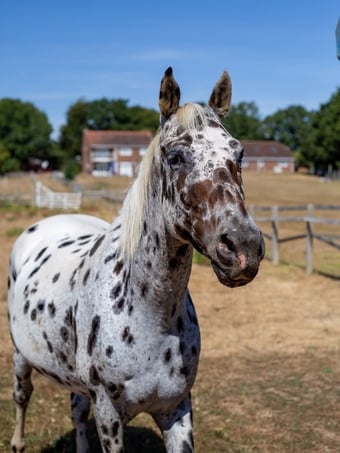 "BSS A’DONNA HIT" Leopard Spot Gelding All Rounder