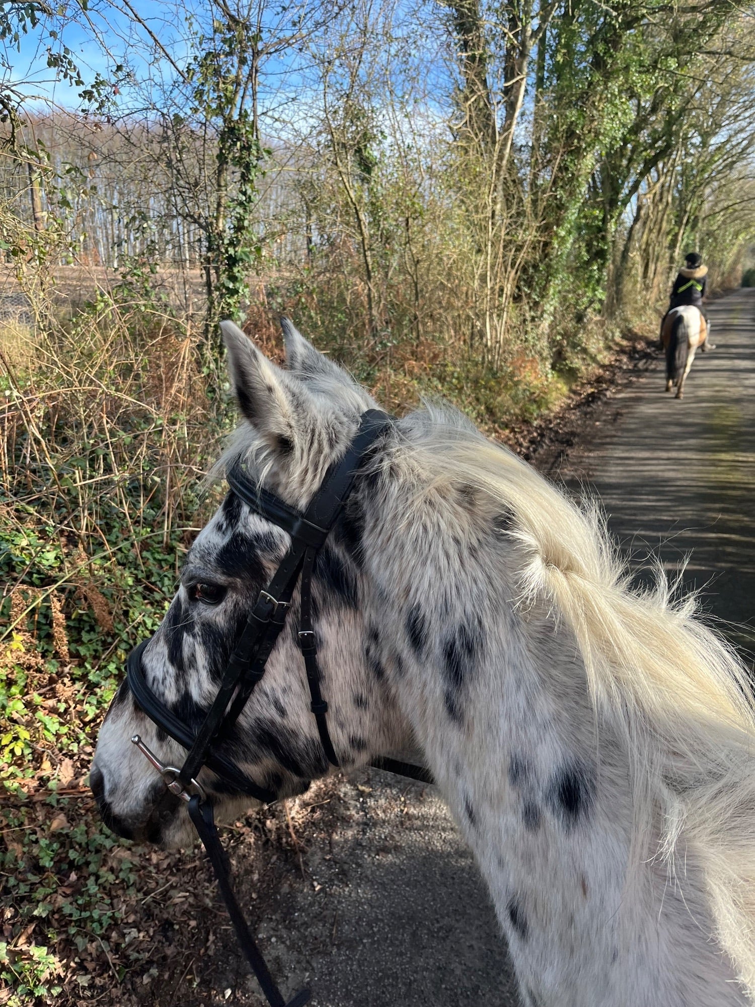 "BSS A’DONNA HIT" Leopard Spot Gelding All Rounder