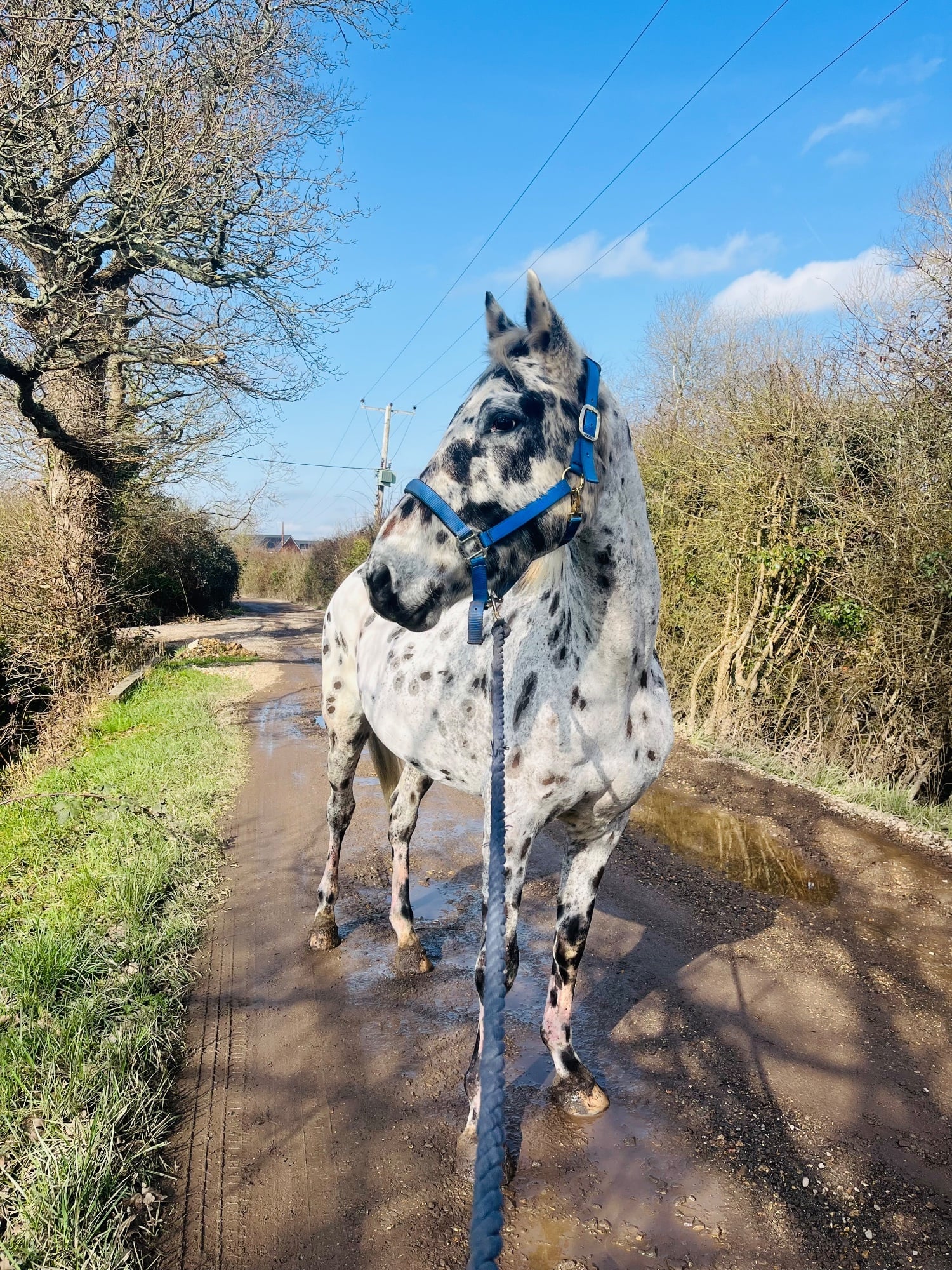 Portsmouth "BSS A’DONNA HIT" Leopard Spot Gelding All Rounder