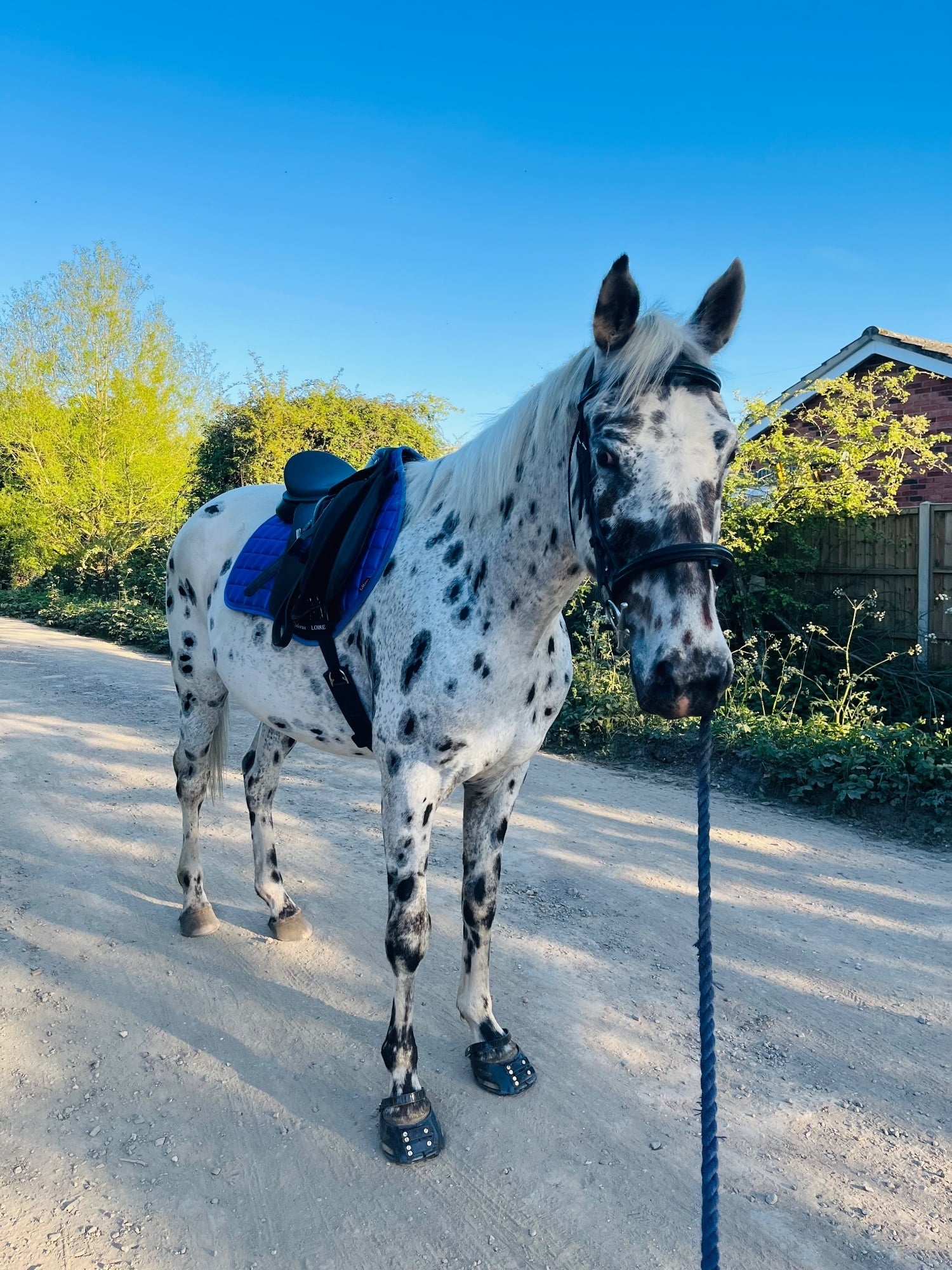 "BSS A’DONNA HIT" Leopard Spot Gelding All Rounder - Horses in Portsmouth
