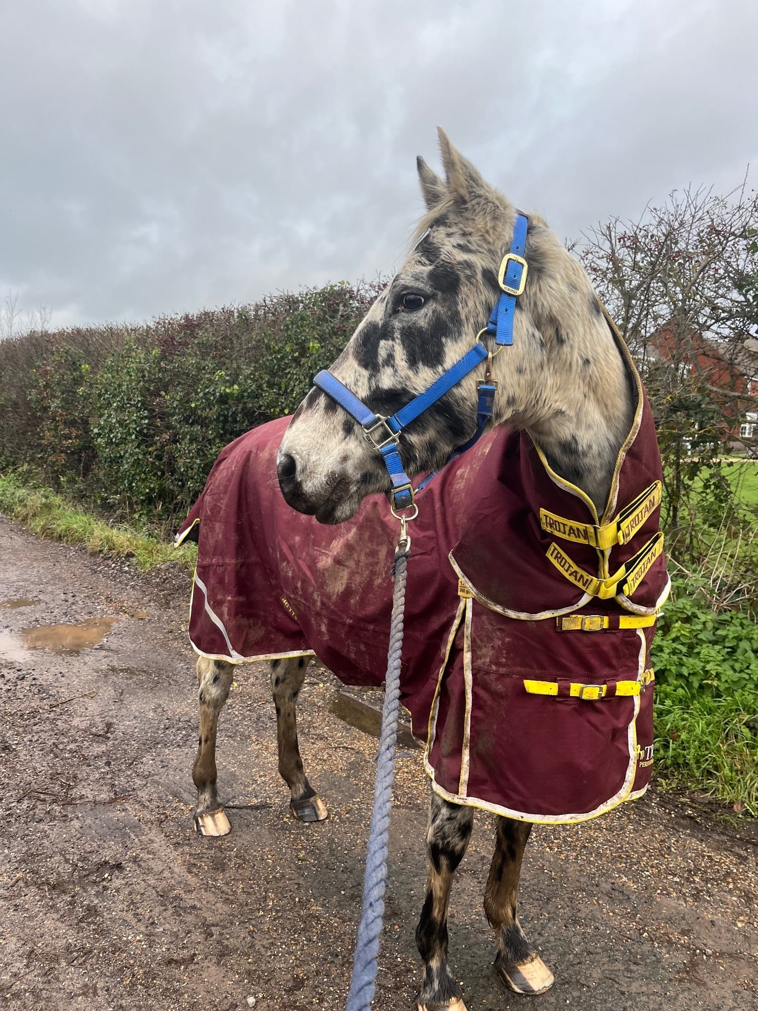 "BSS A’DONNA HIT" Leopard Spot Gelding All Rounder - Horses