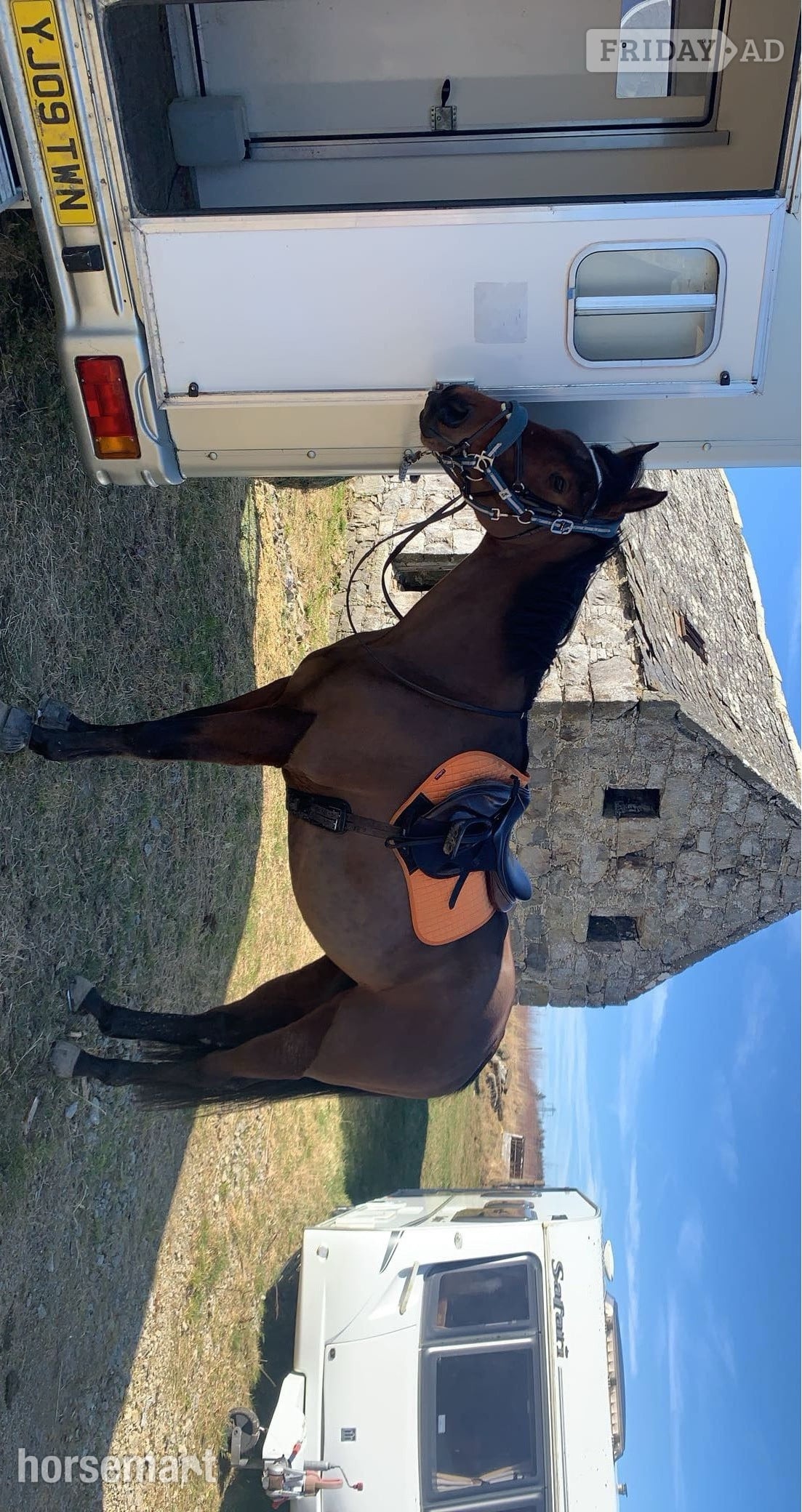 "Buddy" Bay Gelding All Rounder