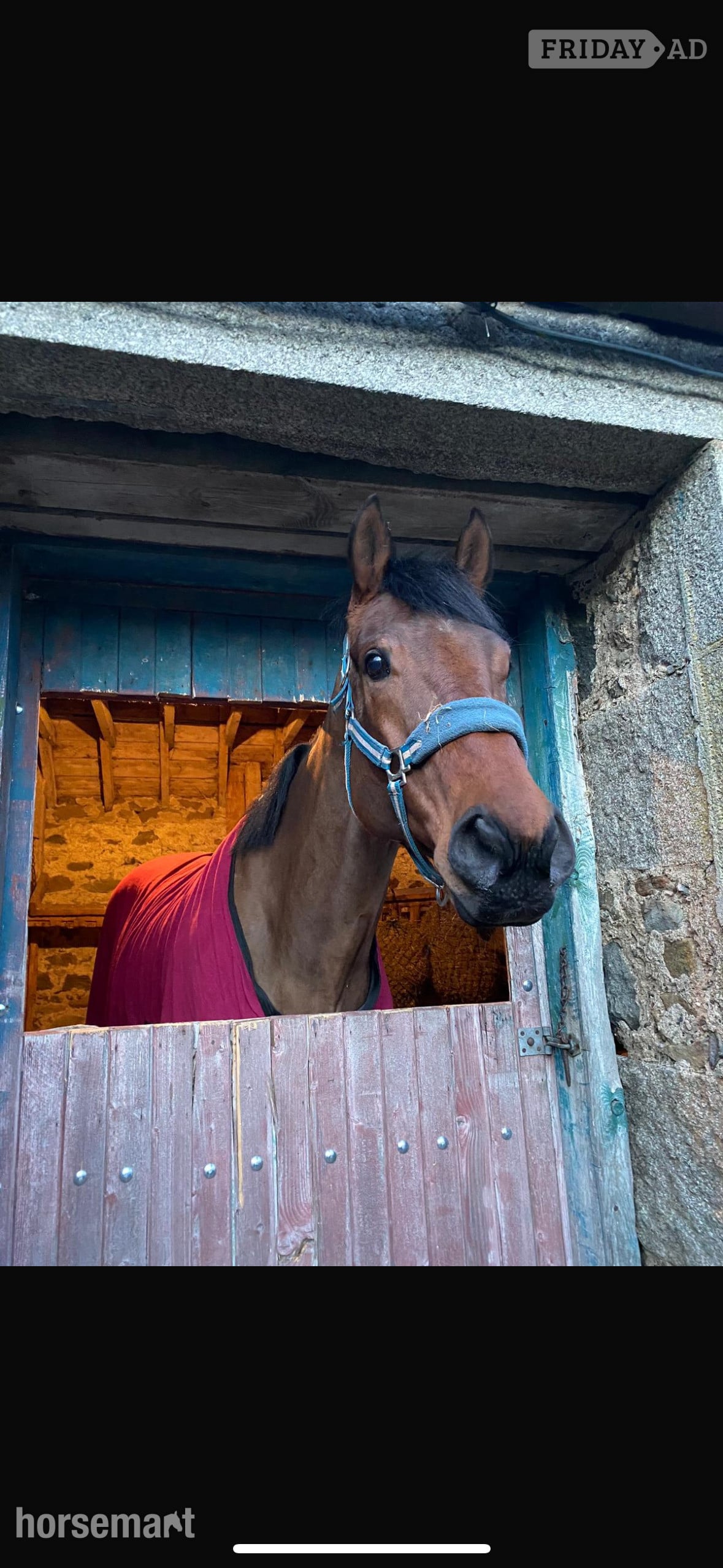 "Buddy" Bay Gelding All Rounder - Horses in Huntly