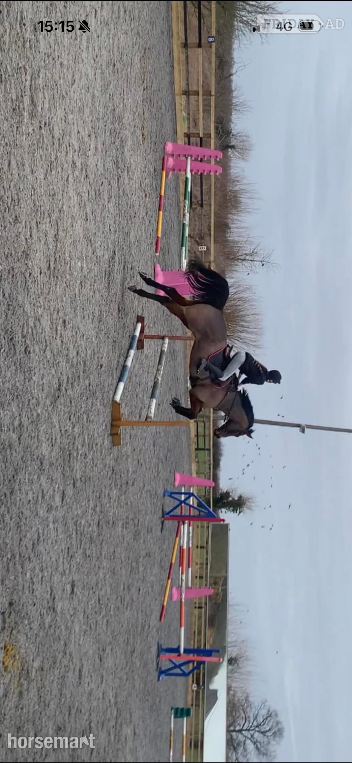 Huntly "Buddy" Bay Gelding All Rounder