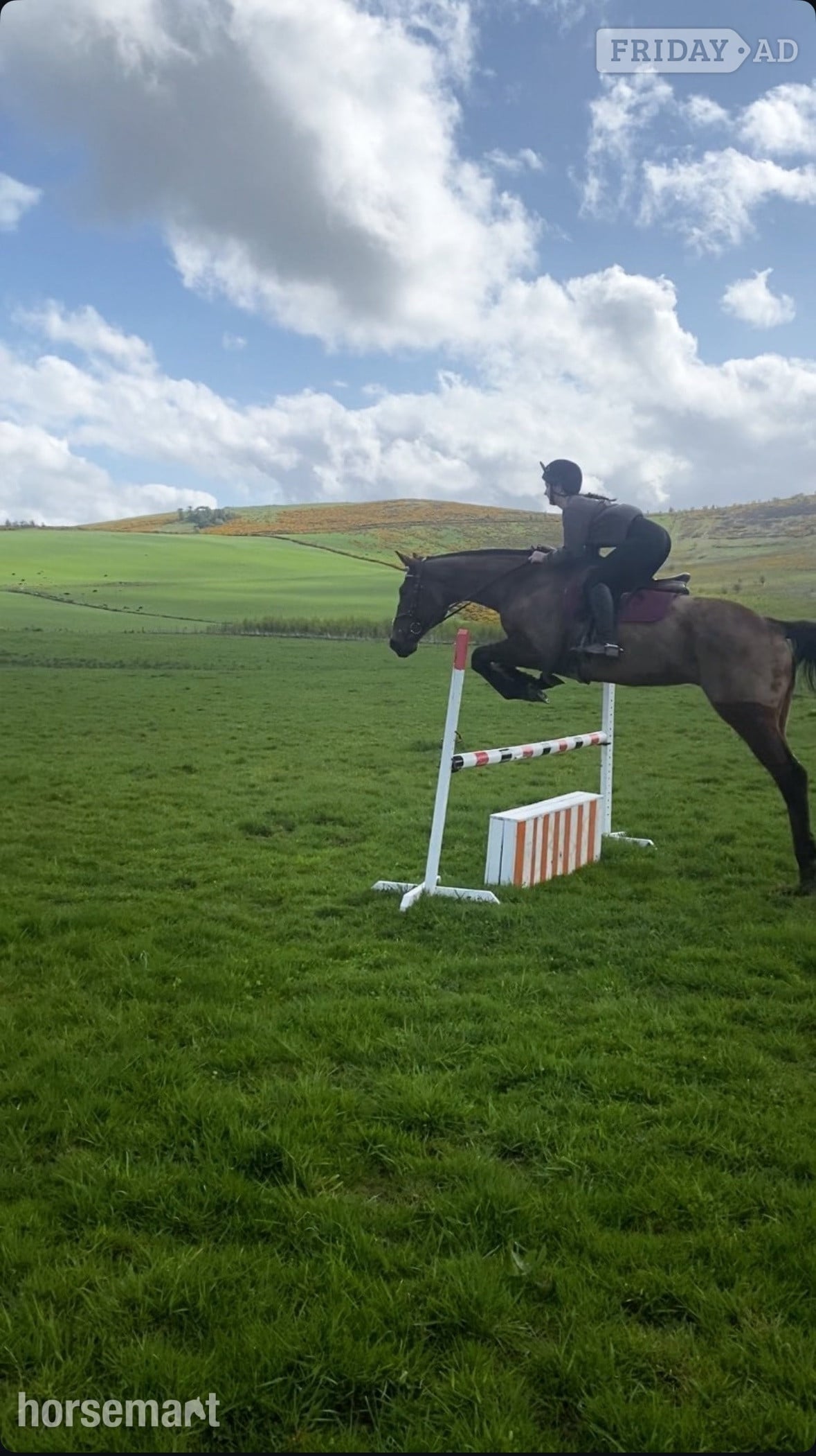 "Buddy" Bay Gelding All Rounder in Huntly