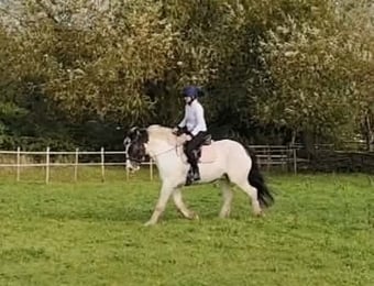 "Arthur" Skewbald Gelding All Rounder