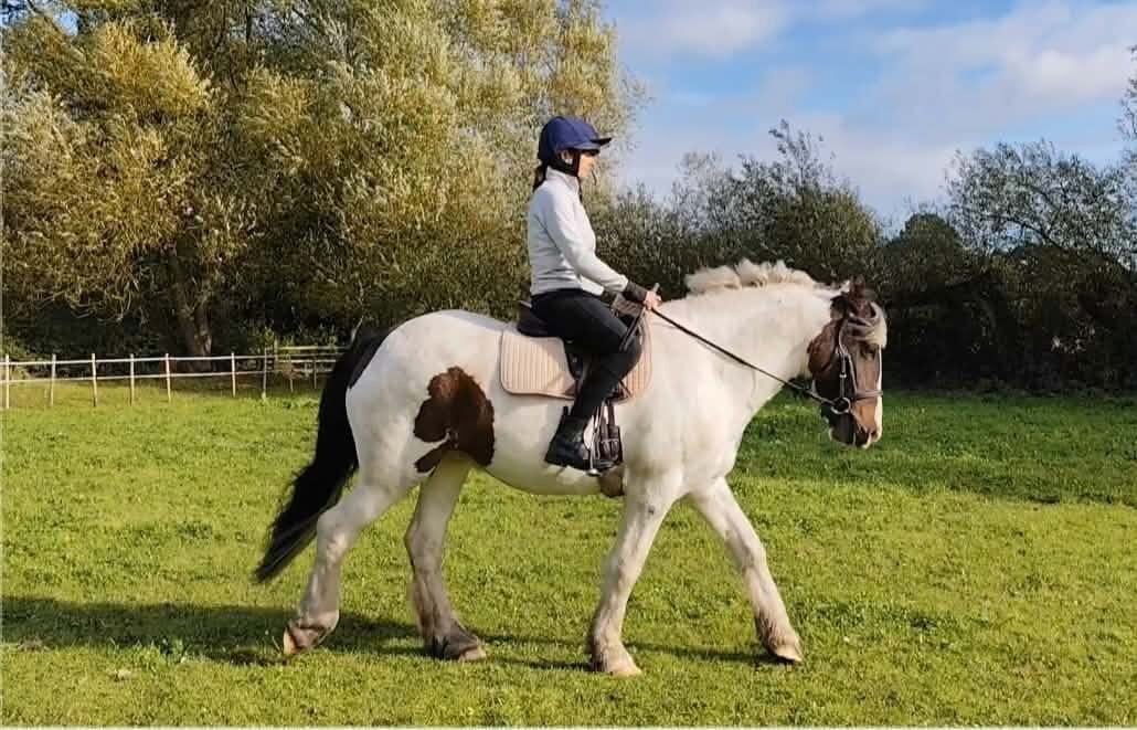 "Arthur" Skewbald Gelding All Rounder