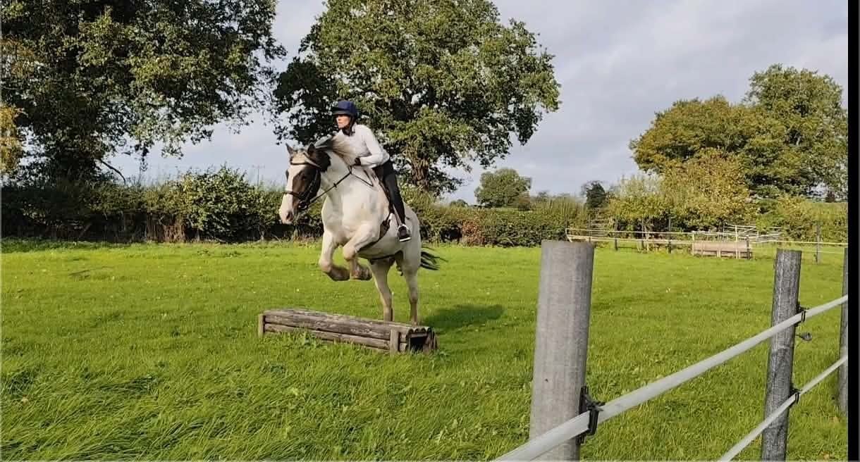 Crewe "Arthur" Skewbald Gelding All Rounder