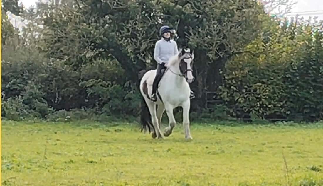 "Arthur" Skewbald Gelding All Rounder - Horses in Crewe