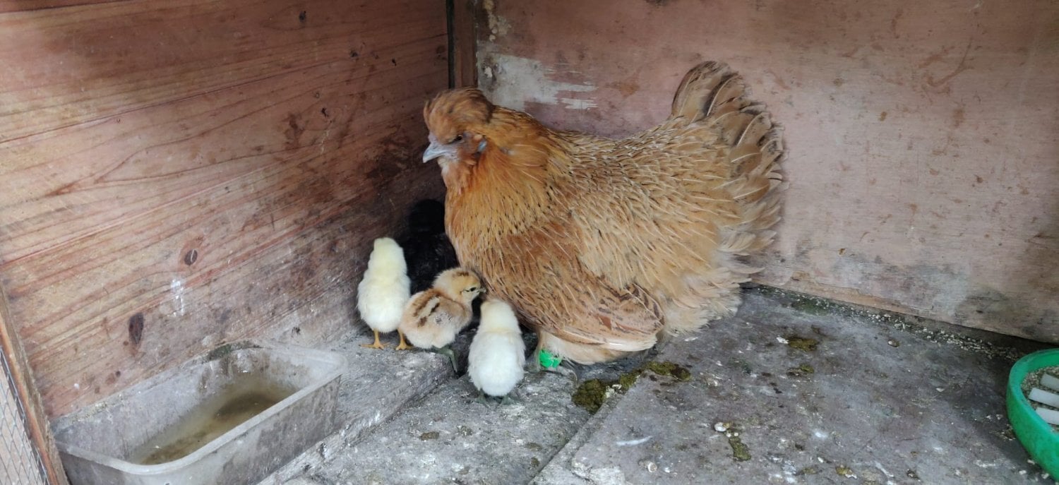 Fertilized chicken eggs for Sale in London - Poultry in London