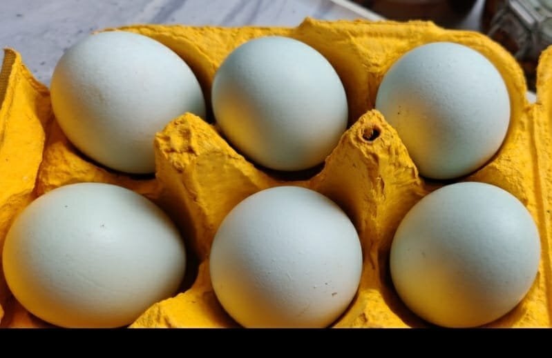 Fertilized chicken eggs for Sale in London - Poultry
