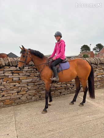 "Caterpillar " Bay Mare Happy Hacker