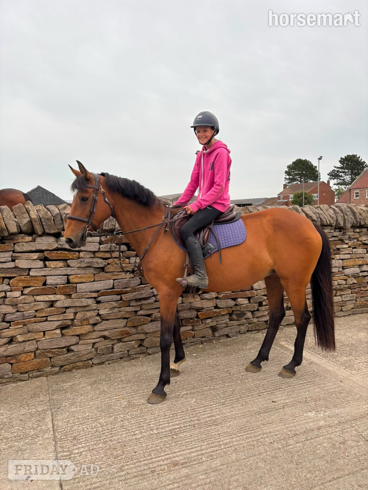 "Caterpillar " Bay Mare Happy Hacker in Stillington