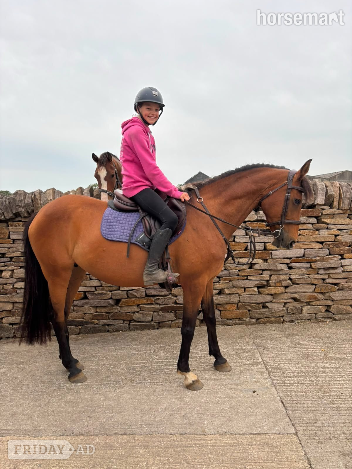 "Caterpillar " Bay Mare Happy Hacker