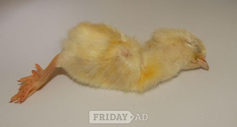 Frozen Day Old Chicks 250/10kg Boxes in Tamworth