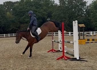 "Toby" Bay Gelding Show Jumper