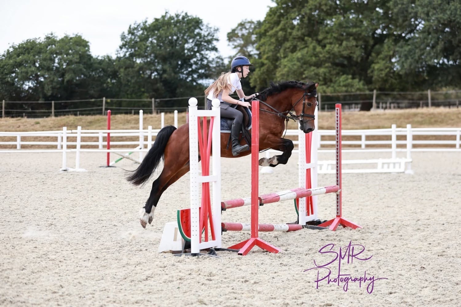 "Toby" Bay Gelding Show Jumper