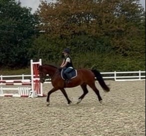 Brentwood "Toby" Bay Gelding Show Jumper
