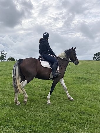 "Josie " Skewbald Mare All Rounder