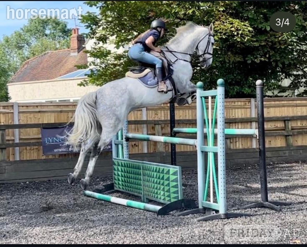 "Sam" Grey Gelding All Rounder - Horses in Huntly
