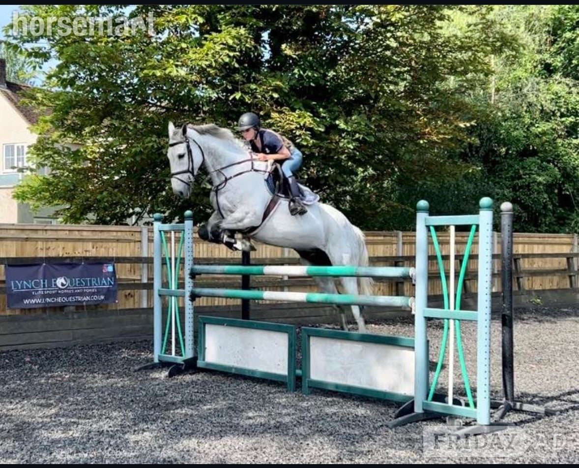 Huntly "Sam" Grey Gelding All Rounder