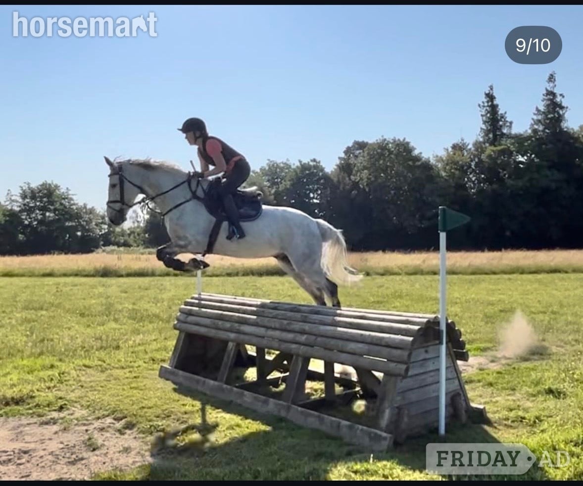 "Sam" Grey Gelding All Rounder - Horses