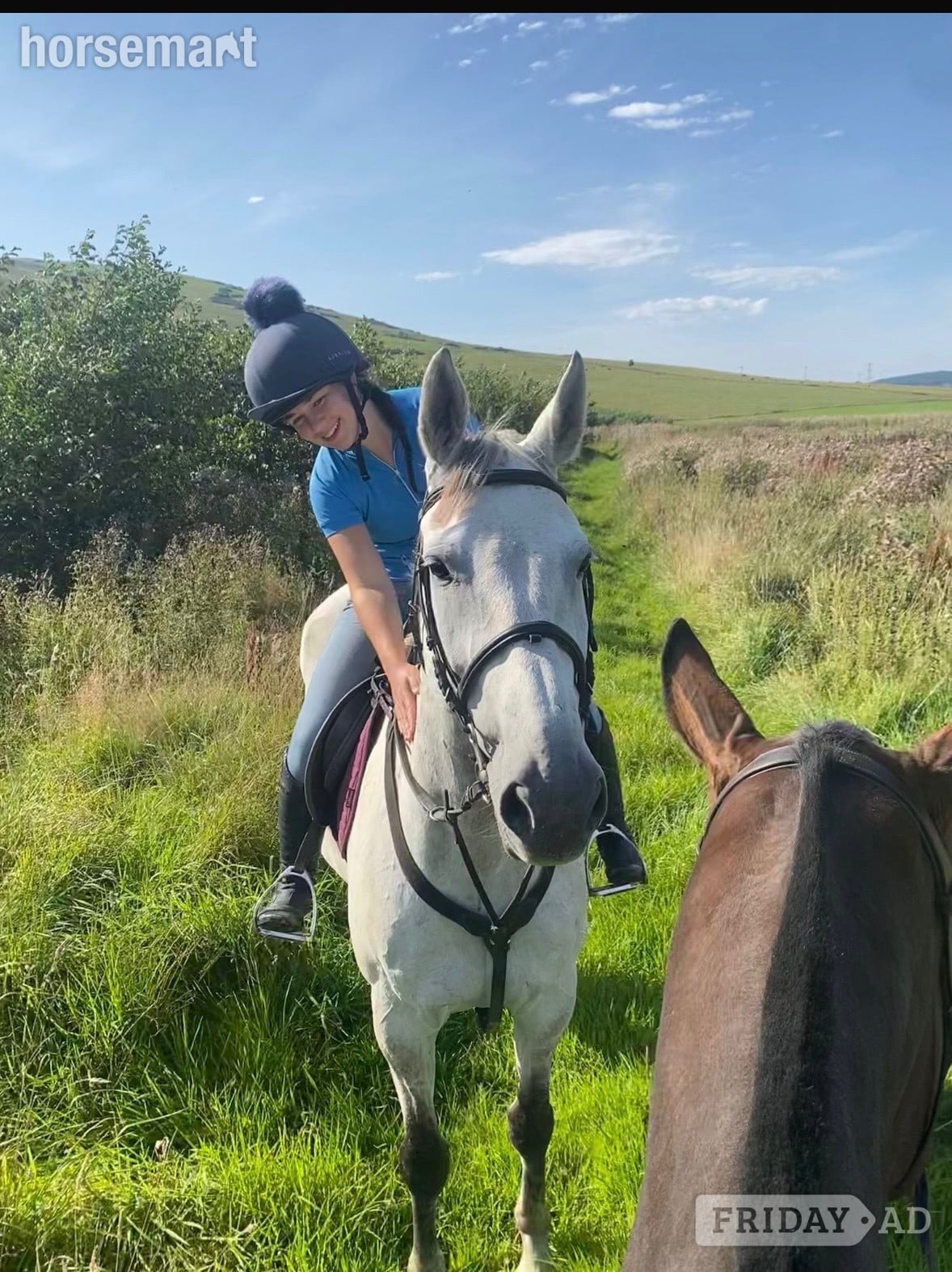 "Sam" Grey Gelding All Rounder