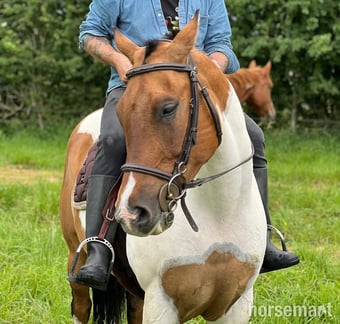 "Mister" Coloured Gelding All Rounder