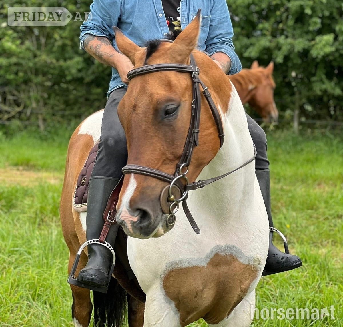 "Mister" Coloured Gelding All Rounder in Hascombe