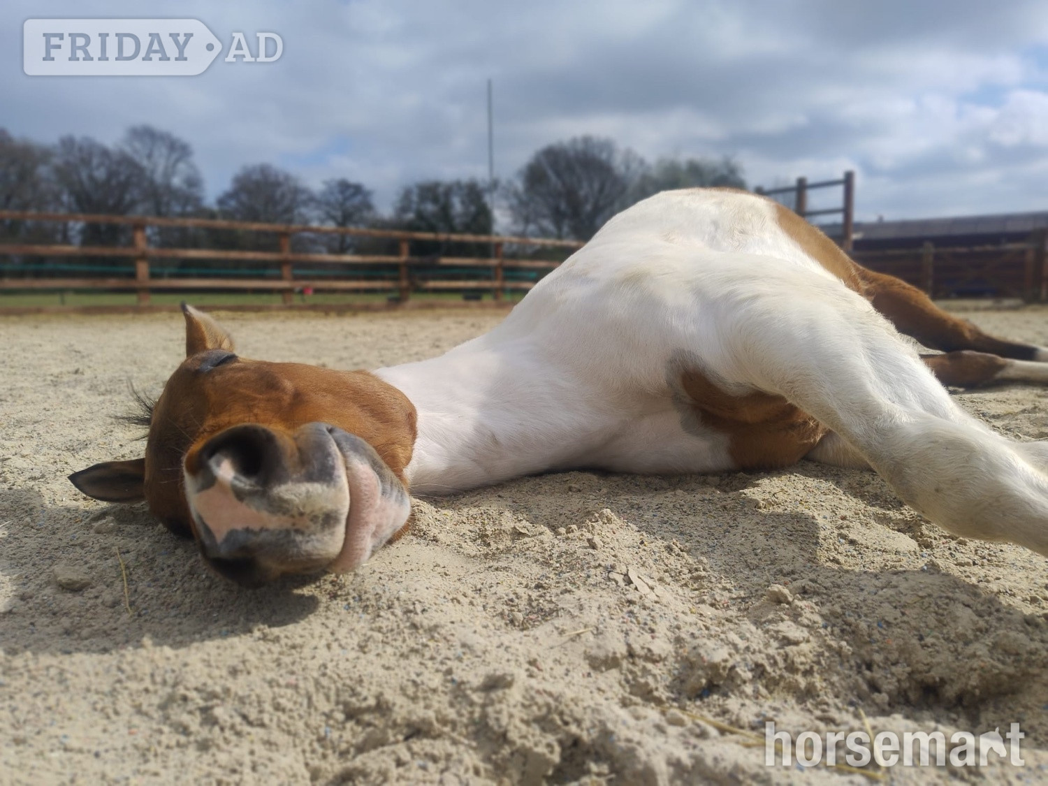 Hascombe "Mister" Coloured Gelding All Rounder