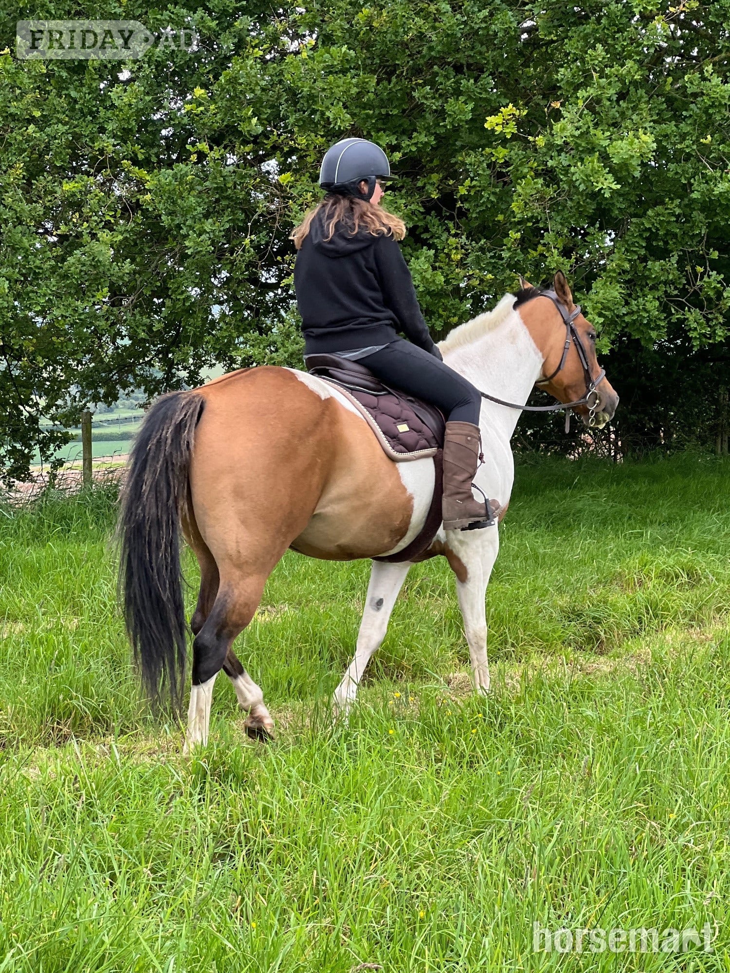 "Mister" Coloured Gelding All Rounder - Horses in Hascombe