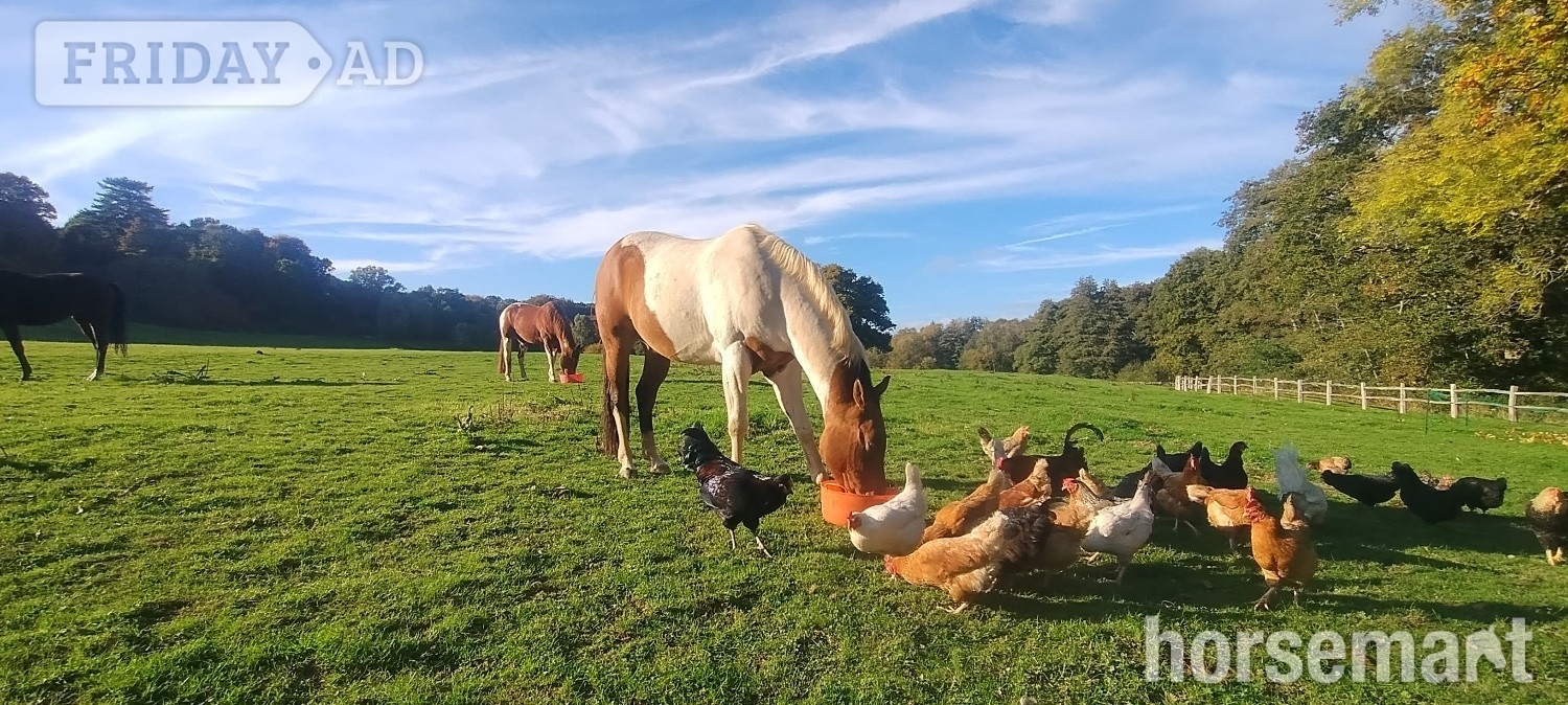 "Mister" Coloured Gelding All Rounder - Horses