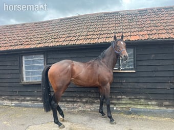 "Luca" Bay Gelding Ex Racehorse