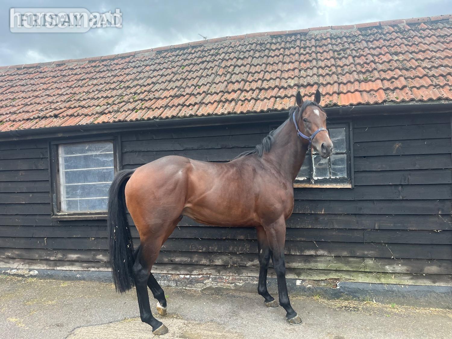 "Luca" Bay Gelding Ex Racehorse in Capel St. Mary