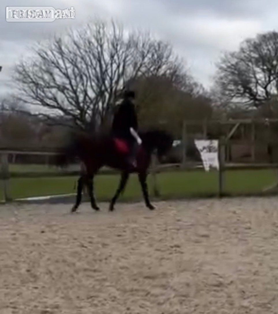 "Luca" Bay Gelding Ex Racehorse
